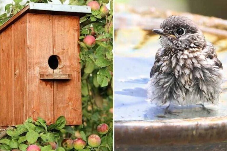 eloignez les oiseaux du jardin avec des conseils de lutte antiparasitaire