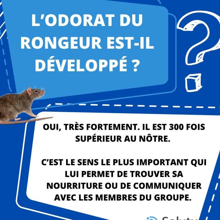 empreinte de rat identification et conseils de lutte contre les nuisibles