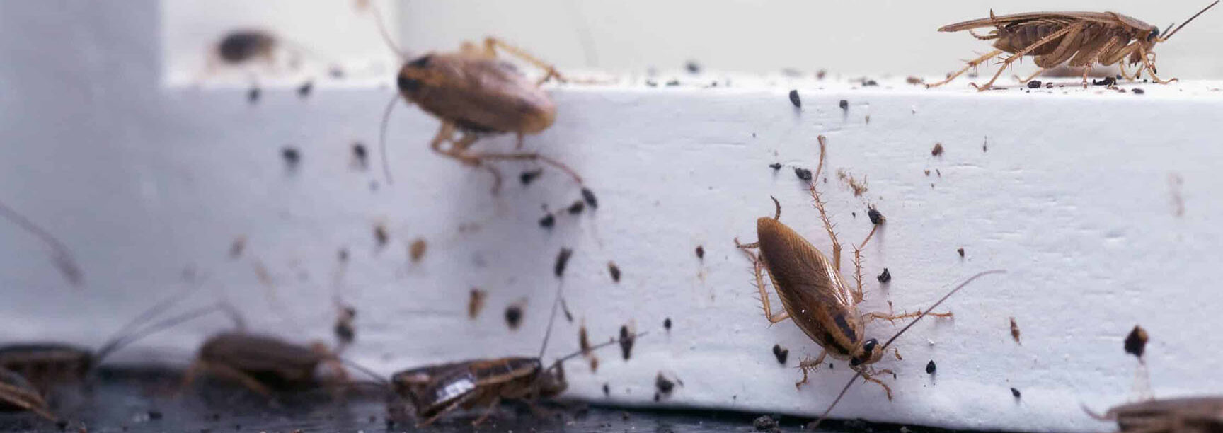 entreprise de desinsectisation a aubervilliers experts en lutte antiparasitaire