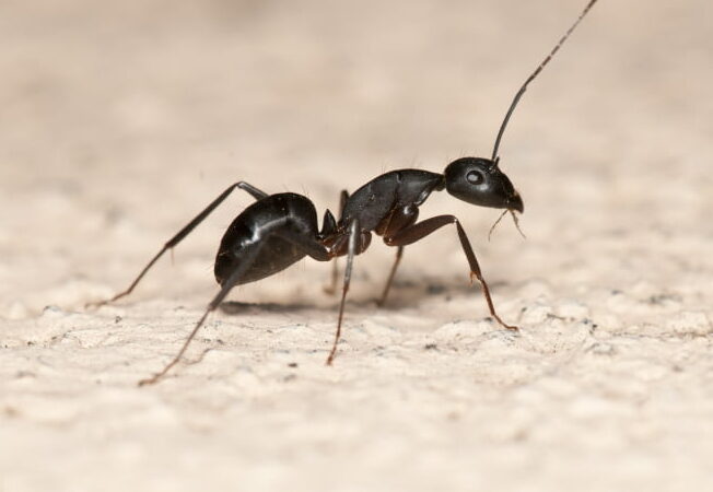 eradication efficace des fourmis avec notre service professionnel