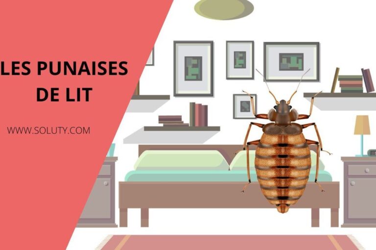 eradication efficace des punaises de lit avec notre entreprise specialisee
