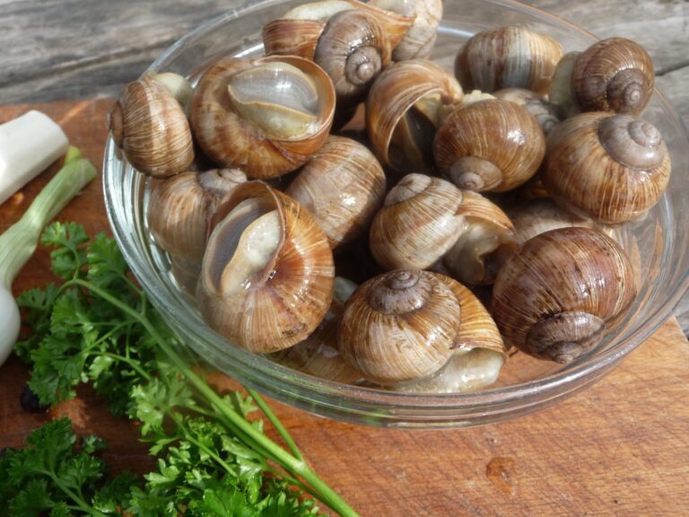 escargots comestibles decouvrez comment les preparer et les deguster