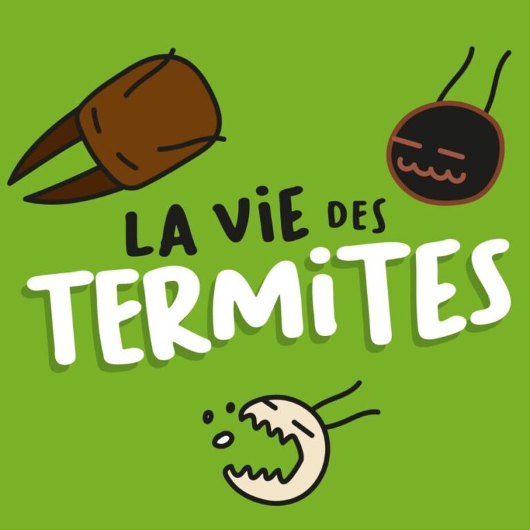 etats infestes de termites decouvrez les zones a risque