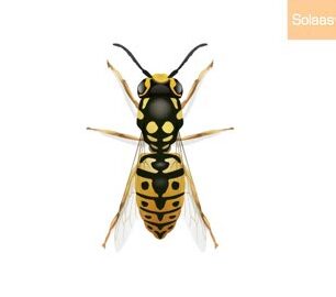 expert-en-extermination-de-guepes-solution-rapide-et-efficace
