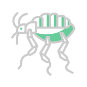 expert en extermination de puces solution efficace pour eliminer les nuisibles