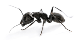 expert-en-lutte-antiparasitaire-specialiste-des-fourmis