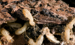 Expert Pest Control Services in Peoria, IL expert-pest-control-services-in-peoria-il