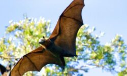 Expert tips: How to safely remove a bat from your house expert-tips-how-to-safely-remove-a-bat-from-your-house