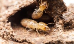 expertise-en-lutte-contre-les-termites-avec-le-service-en-chef-des-nuisibles