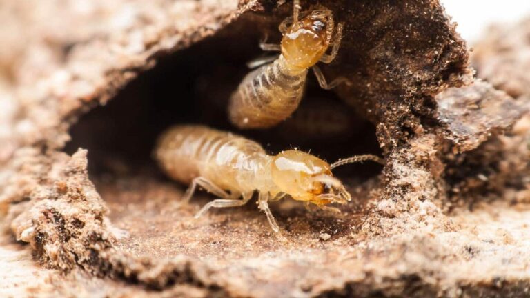 expertise en lutte contre les termites avec le service en chef des nuisibles
