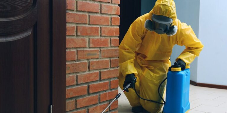 experts en deratisation la solution professionnelle pour eliminer les nuisibles