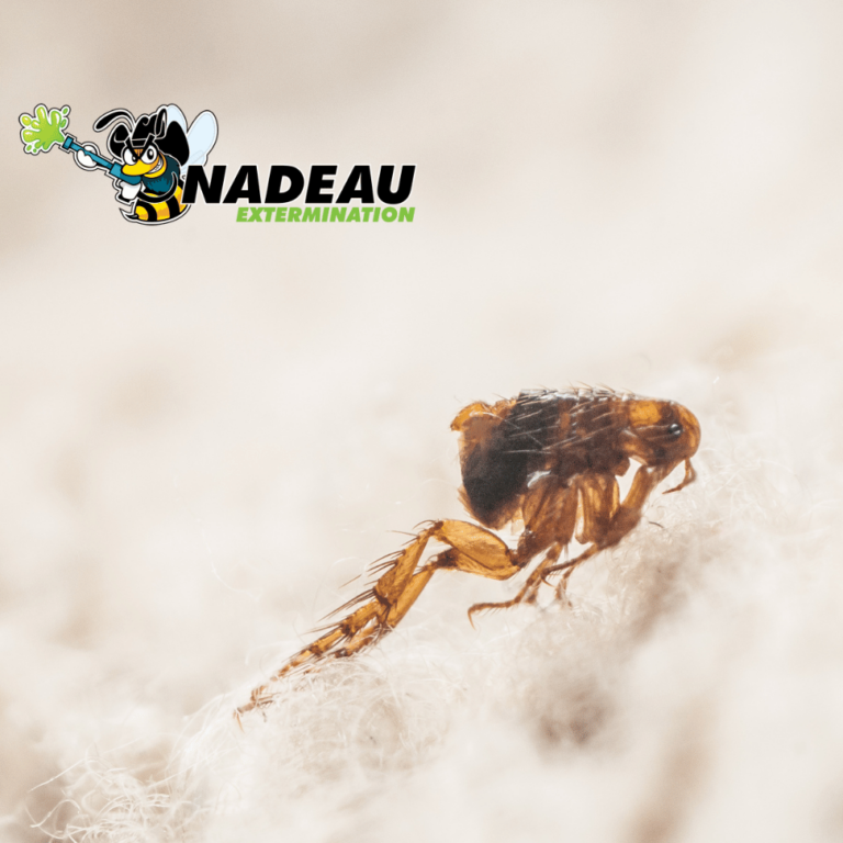 exterminateur de coccinelles eliminez les nuisibles avec ladybug