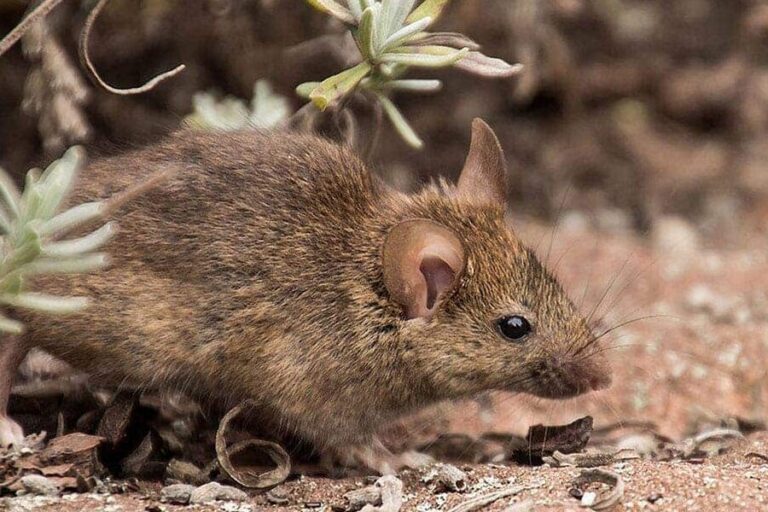 exterminateur de rat solutions efficaces pour se debarrasser des nuisibles