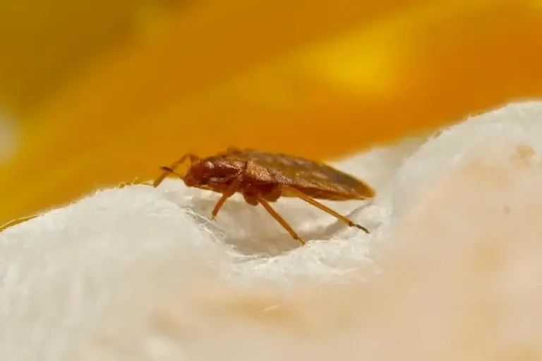 extermination punaise de lit solutions efficaces et rapides