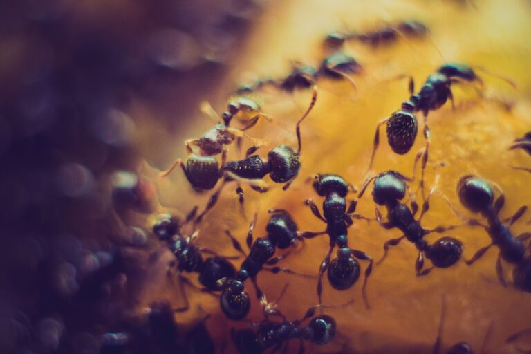 farine de mais une solution naturelle pour eliminer les fourmis