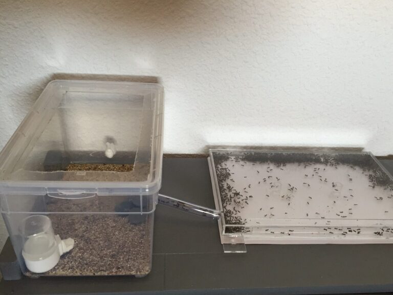 ferme des fourmis elevage et gestion des colonies de fourmis