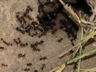 feuilles de sechage un remede naturel pour repousser les fourmis