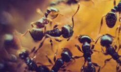 formation-desinsectiseur-frelon-devenez-un-expert-en-lutte-antiparasitaire