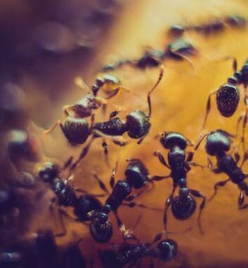 formation desinsectiseur frelon devenez un expert en lutte antiparasitaire