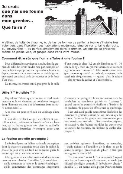 fouine chat comment prevenir et eliminer la presence de nuisibles