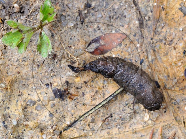 fouine tout savoir sur le caca de cet animal nuisible