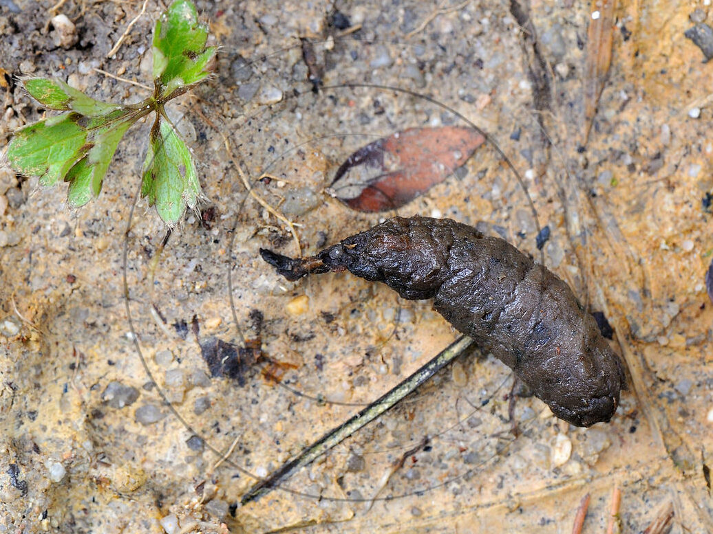 fouine tout savoir sur le caca de cet animal nuisible