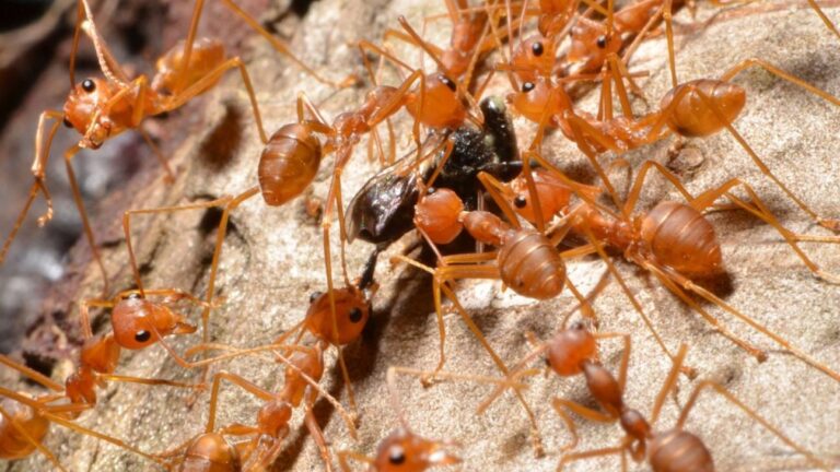 fourmi rouge vs fourmi de feu differences dangers et methodes de lutte