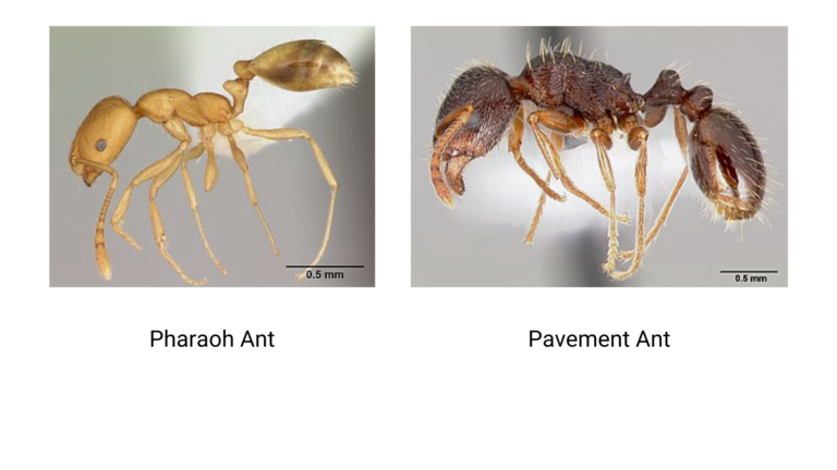fourmi vs termite comparaison et differences entre ces nuisibles