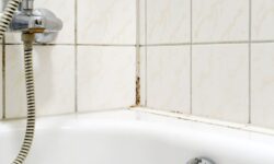 fourmis-dans-la-salle-de-bain-causes-et-solutions