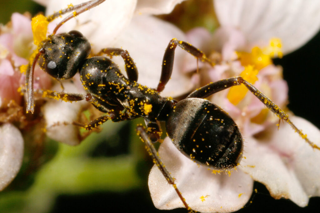 fourmis et vers une relation alimentaire a decouvrir