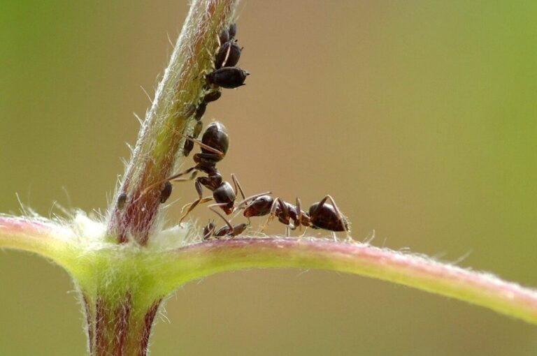 fourmis herbivores mangeuses dherbe ou simples opportunistes
