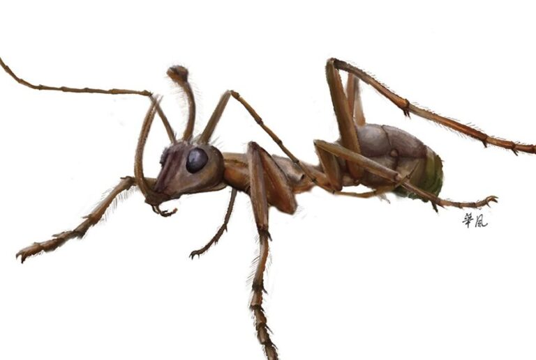 fourmis transparentes decouverte etonnante de ces insectes mysterieux