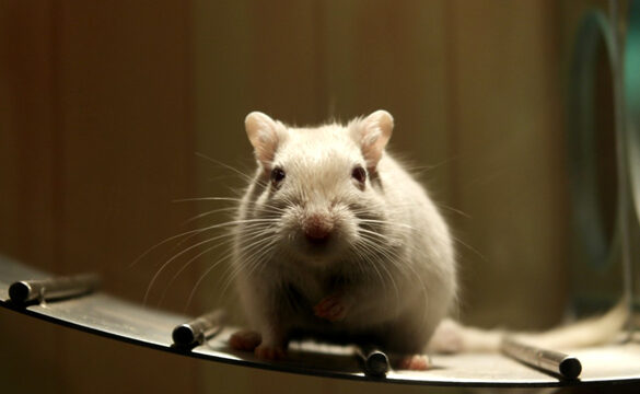gestation des souris tout ce que vous devez savoir