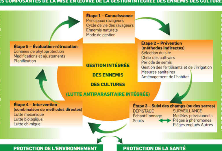 gise en grenier conseils pour une lutte antiparasitaire efficace