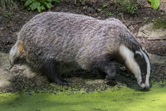 gophers menace dintrusion dans votre maison