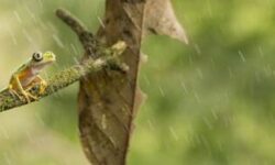 grenouilles-hibernent-elles-decouvrez-la-verite-sur-ce-phenomene