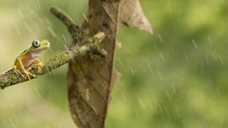 grenouilles hibernent elles decouvrez la verite sur ce phenomene