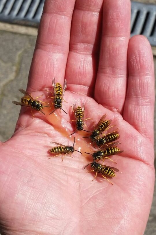 guepe-en-papier-rouge-tout-ce-quil-faut-savoir-sur-ce-nuisible