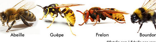 guepe vs abeille decouvrez les differences essentielles