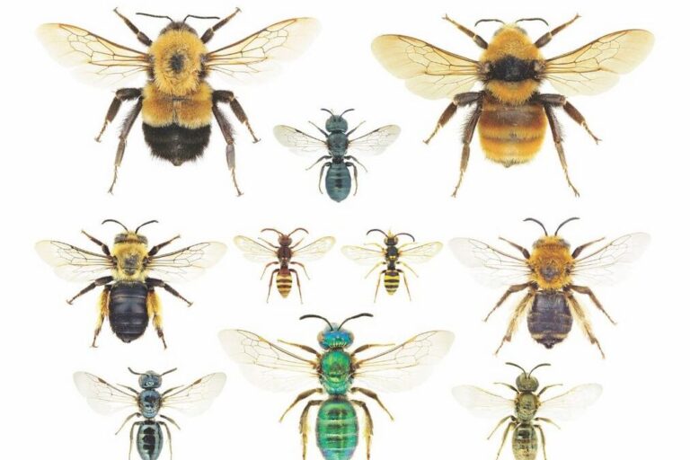 guepe vs abeilles comprendre les differences et les caracteristiques
