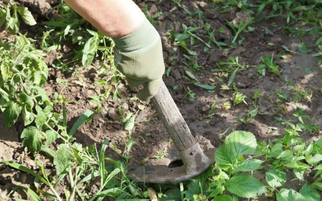 guide complet de la maison de basilic tout ce que vous devez savoir