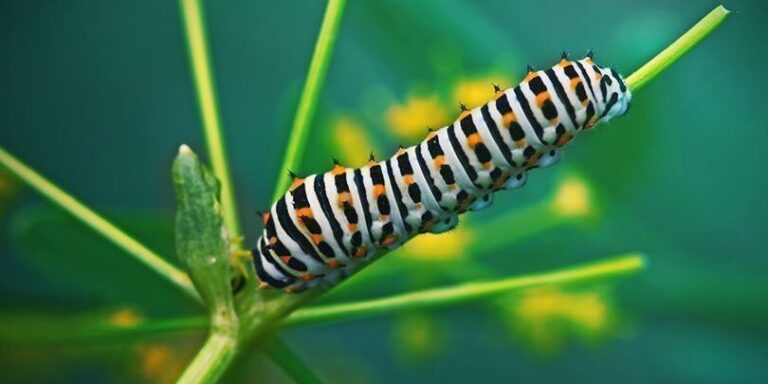 guide complet des types de termites decouvrez les varietes les plus courantes