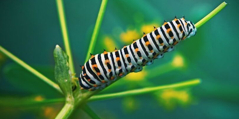 guide complet des types de termites decouvrez les varietes les plus courantes