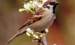 guide-complet-que-mangent-les-moineaux-et-comment-les-attirer-dans-votre-jardin
