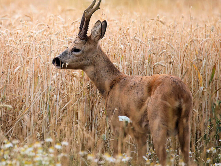 guide complet sur le wapiti oriental habitat comportement et conservation