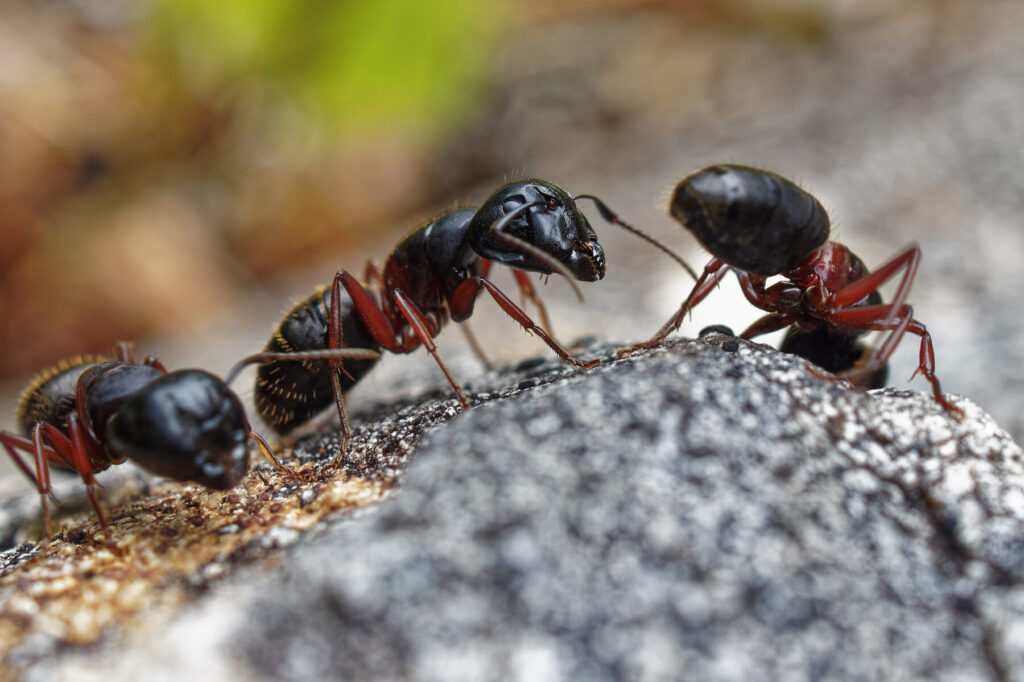 guide complet sur les guepes sociales comportement prevention et elimination