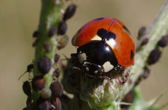 guide complet sur les types de coccinelles caracteristiques identification et utilite