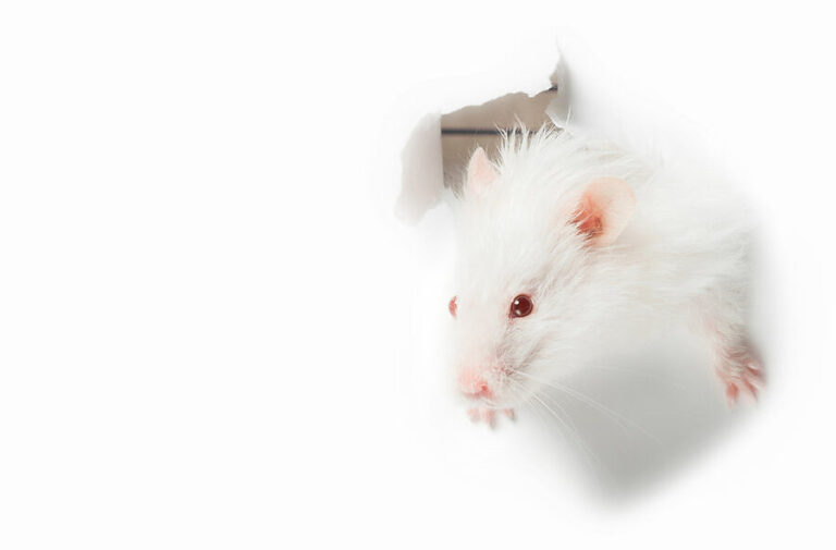 guide de la taille optimale du rat de la norvege tout ce que vous devez savoir
