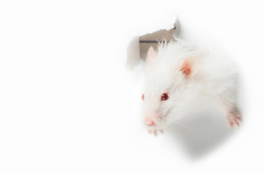 guide de la taille optimale du rat de la norvege tout ce que vous devez savoir