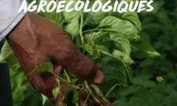 Guide de lutte contre les nuisibles en milieu rural guide-de-lutte-contre-les-nuisibles-en-milieu-rural